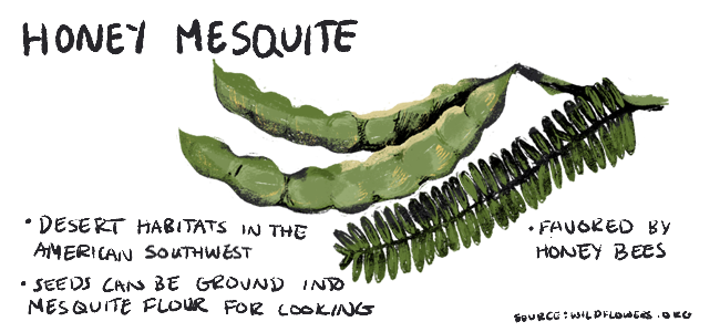 An illustration of honey mesquite. Green pods bulge with seeds.